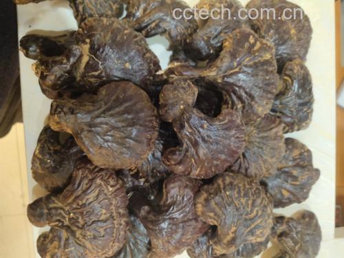 鲜人参与赤灵芝原料特写对比图