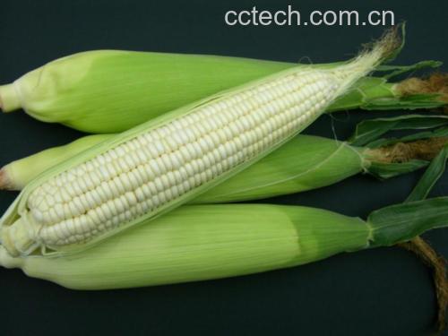实验室高效液相色谱(HPLC)检测甜玉米与糯玉米糖组分色谱图