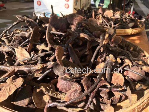 竹灵芝切片与整根煎煮效果对比图