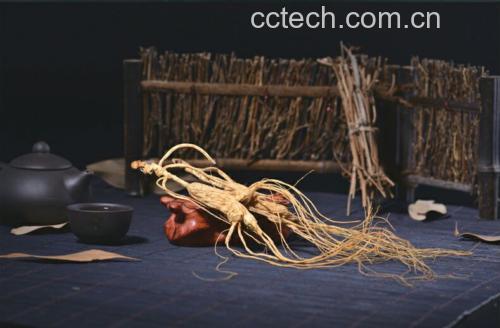 一位中年女性正在用陶瓷盖碗冲泡野山参片,动作优雅,神情专注,桌上摆放着干燥的野山参原支和密封包装袋