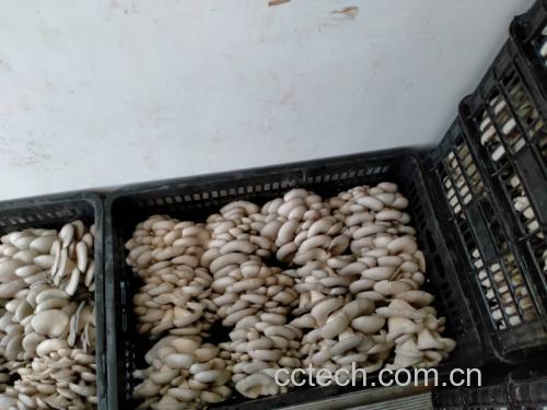 冬瓜和平菇一起怎么炒好吃 - 成品展示