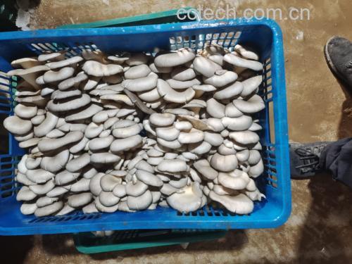 平菇与鸡蛋同食示意图