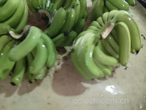 一根新鲜剥开的黄色香蕉放在白色背景上，果肉饱满，表面光滑无斑点，周围散落着少量香蕉皮碎片
