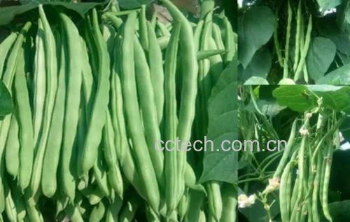 生四季豆特写镜头：翠绿色豆荚表面带有细微绒毛，豆粒饱满鼓胀，豆荚弯曲自然，背景为木质砧板