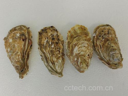 花蛤煮熟后张口状态