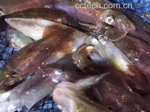 风琴鱿鱼片实物展示图