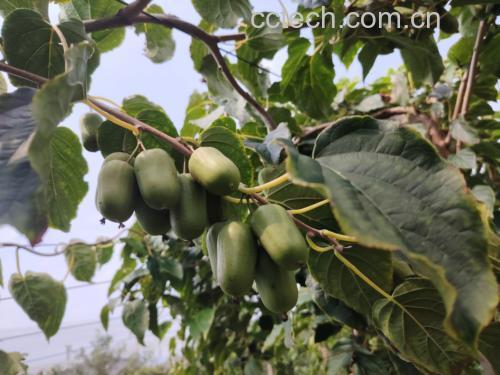 软枣猕猴桃植株与果实特写