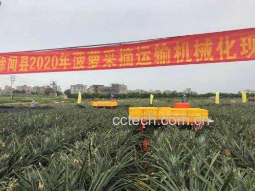 菠萝催熟操作示意图:纸箱内放置未熟菠萝与苹果,箱盖半开;旁边标注温湿度计(显示25℃/80%RH)和乙烯浓度检测仪(显示45ppm)