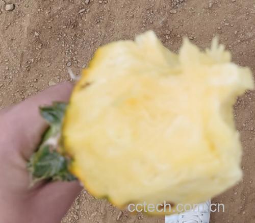 菠萝果肉横切面显微结构图，显示深色针状草酸钙簇晶沿维管束密集排列，背景为浅粉色薄壁细胞，标尺50μm