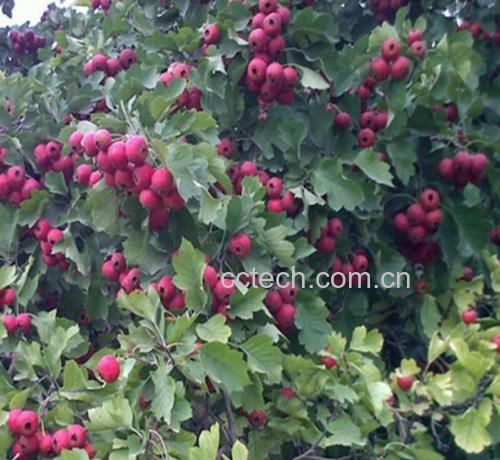 饭后食用山楂的场景图,展示一家人饭后分享山楂的情景