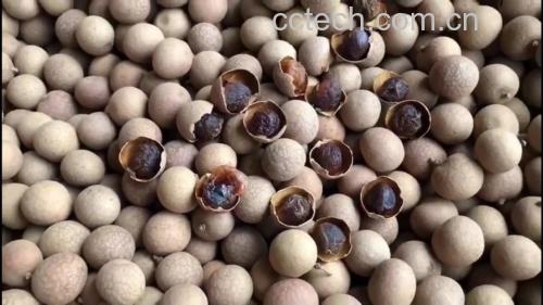 新鲜桂圆果肉切开图