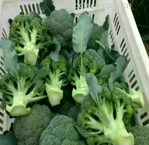 西兰花与莴苣的选购与储存指南