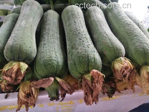 带棱角丝瓜用于家常菜式
