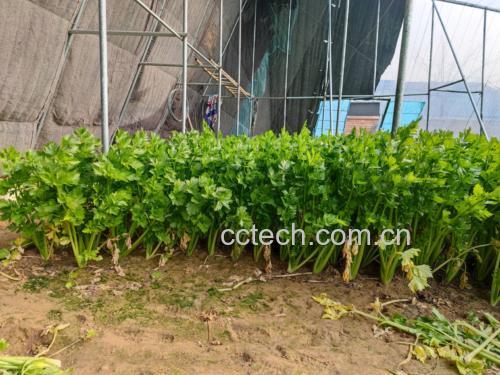 西芹与黄牛肉原料特写对比图