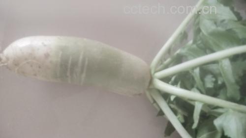 白萝卜与其他蔬菜对比图