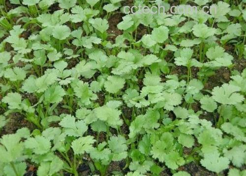 油菜与香菜炒制过程图