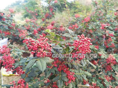 红花椒与绿花椒植物形态对比图