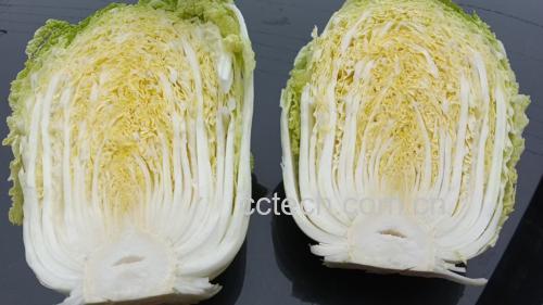 黄白菜做法 - 清洗与切菜场景