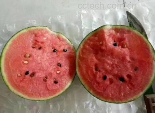 西瓜切面对比示意图