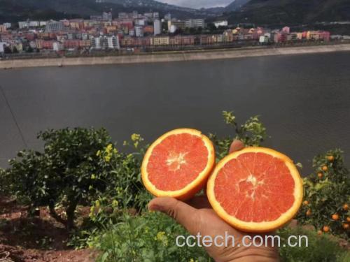 制作完成的血橙饮