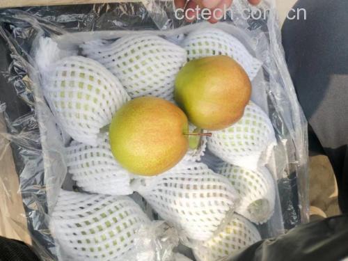酥梨不同成熟阶段对比图