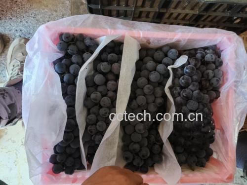 超市冷柜陈列的夏黑葡萄特写:透明盒装,果粒紫黑油亮,表面覆盖完整灰白色果粉,背景可见冷链温度显示屏显示0.8℃