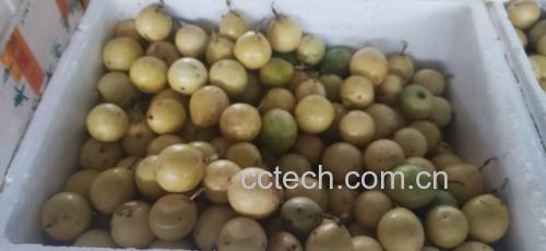 黄金百香果切开特写：金黄色果肉饱满多汁，可见密集琥珀色籽粒与半透明果胶包裹层
