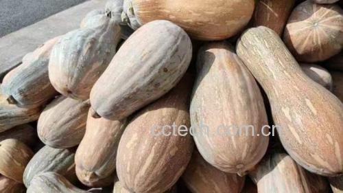桂蜜1号蜜本南瓜果实特写：深绿纵沟纹表皮，成熟时果脐微凹，切面橙红均匀，肉质细腻无纤维，可见明显糖霜结晶层