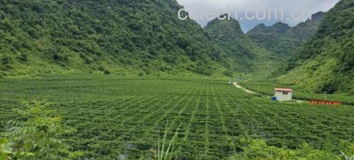 农户在广西南宁市武鸣区标准化基地采收桂蜜1号蜜本南瓜：晨光下成片瓜蔓，工人手持测糖仪现场检测刚采收瓜果肉，屏幕显示读数8.1 Brix，背景可见绿色防控诱虫板与滴灌带