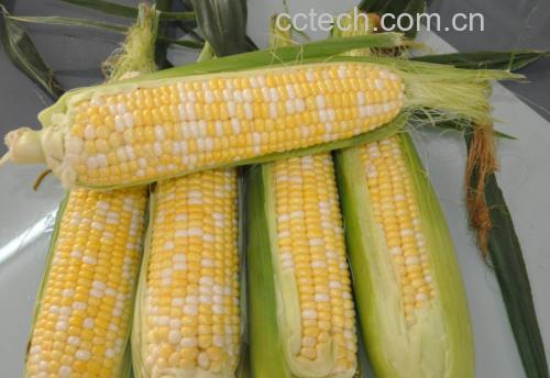水果玉米新鲜采摘特写:青翠完整苞叶包裹饱满玉米棒,顶部棕褐色湿润玉米须清晰可见,背景为晨露田间