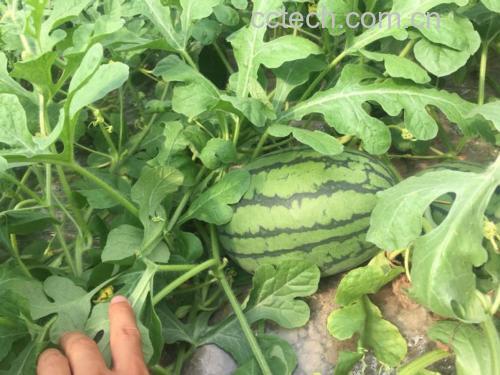 青茄瓜典型品种对比图:左为‘粤丰青茄瓜’(圆茄型,果径8.2cm,果皮青绿匀亮,蜡质层厚);中为‘蓉优早青’(长茄型,长22cm,直径4.1cm,果肩平滑无棱);右为‘滇绿1号’(线茄型,长35cm,粗2.8cm,果皮薄而韧)