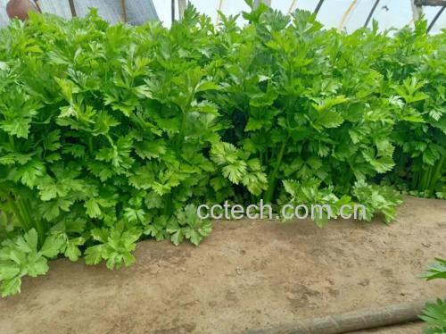 芹菜和豇豆翻炒过程图
