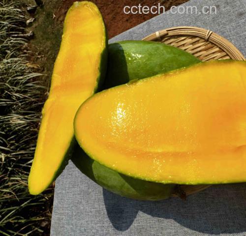 大青芒切开果肉特写图