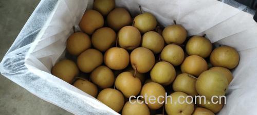 浙贝母炖梨成品图