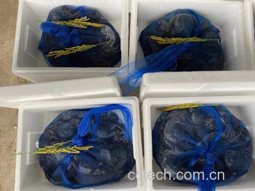 挑选新鲜远海梭子蟹