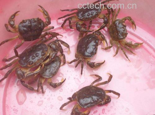 裹粉炸制梭子蟹