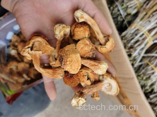 姬松茸与其他食用菌类的营养对比图