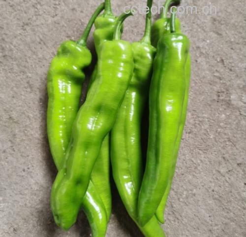 辣椒和洋葱食材展示