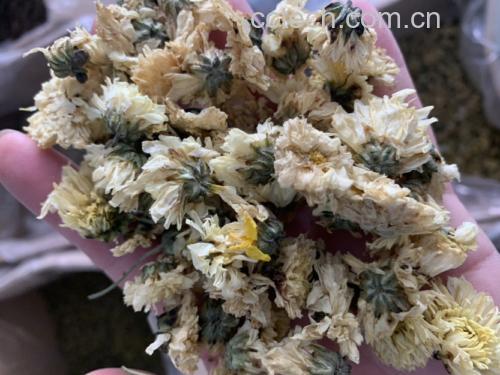 菊花泡茶示意图