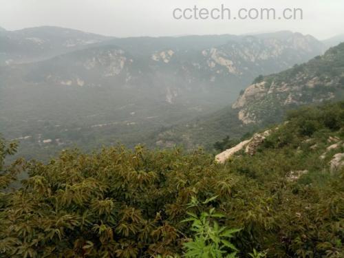 农家晾晒油栗场景