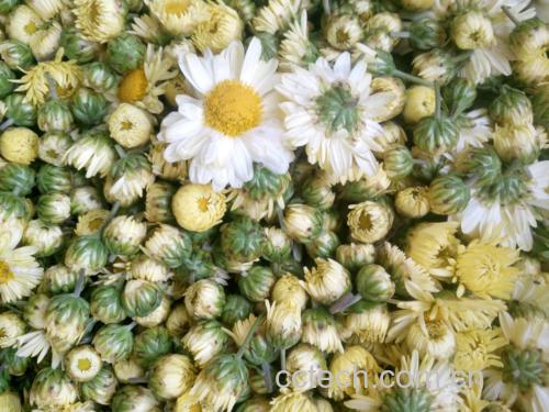 杭白菊与胎菊干品对比图