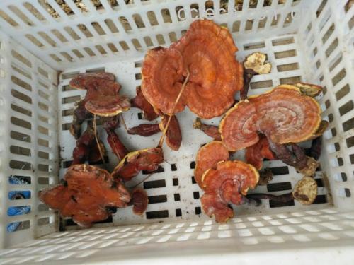 赤芝嫩芽标准化采收现场：专业采摘人员佩戴无菌手套，在洁净级菇房内手持光学测径仪测量菌柄直径（2.8–3.2mm为嫩芽黄金标准），背景可见温湿度智能监控屏显示24.5℃/88%RH