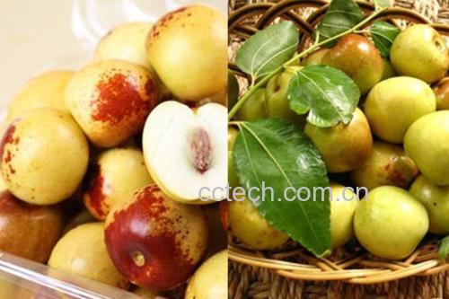 奶油青枣不同果形对比图