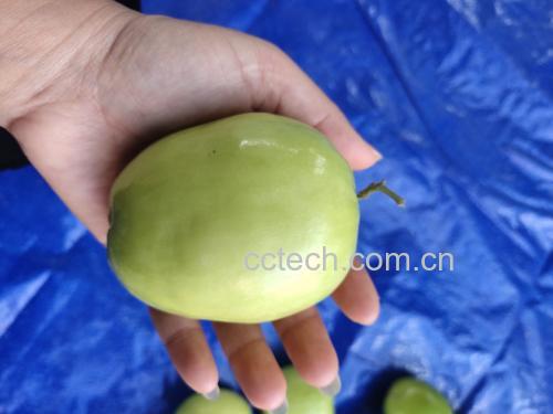 奶油青枣果柄状态对比图