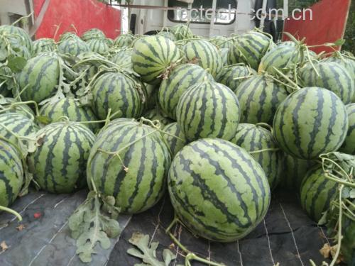 甜宝草莓营养成分对比柱状图:并列展示甜宝、红颜、章姬三大品种的可溶性固形物(%)、花青素(mg/100g)、维生素C(mg/100g)、膳食纤维(g/100g)四项核心指标数值