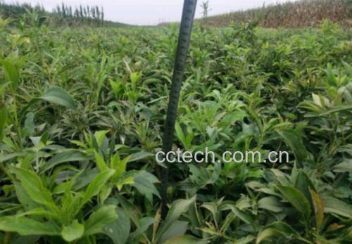 浙江磐安白术规范化种植基地航拍:梯田式有机种植区,覆黑色防草膜,植株间距30×30cm,田埂种植艾草作生物驱虫,远处可见海拔标高碑与气象监测站