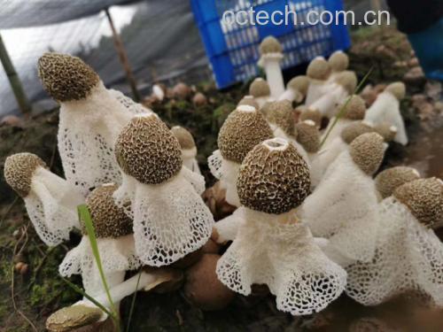 长裙竹荪新鲜菌盖头特写：钟形结构完整，表面蜂窝状产孢腔清晰可见，顶部微凸，边缘略反卷，呈半透明琥珀色光泽，基部与白色菌柄自然衔接