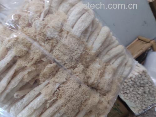 长裙竹荪菌盖头品质鉴别图：三组对比——上排为优质鲜品（钟形挺括、琥珀透亮、蜂窝清晰）；中排为硫熏品（惨白僵硬、表面蜡质反光）；下排为陈化干品（灰白斑驳、边缘碎裂、蜂窝塌陷）