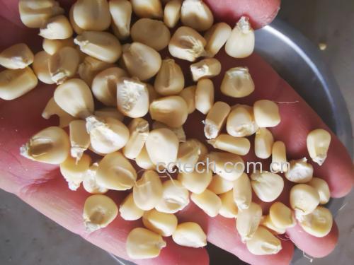黄糯玉米与花糯玉米横切面特写对比图