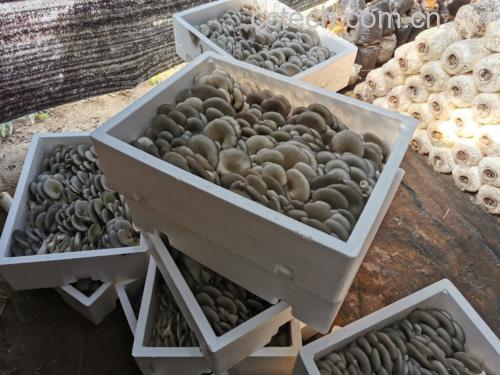 平菇烹饪图